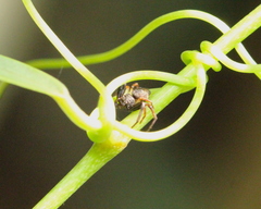 Strigoplus guizhouensis