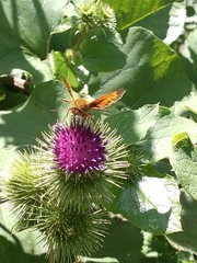 Ochlodes sylvanus