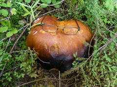 Boletus edulis grandedulis