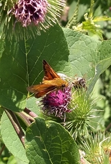 Ochlodes sylvanus