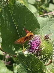 Ochlodes sylvanus