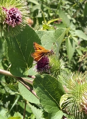 Ochlodes sylvanus