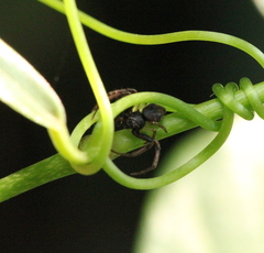 Strigoplus guizhouensis