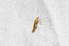 Caloptilia packardella