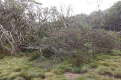 Eucalyptus pauciflora pauciflora