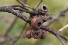 Eucalyptus pauciflora pauciflora