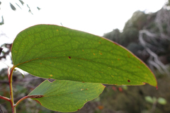 Eucalyptus pauciflora pauciflora