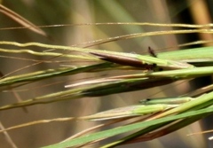 Hyperthelia dissoluta