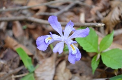Iris cristata