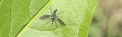 Aedes triseriatus