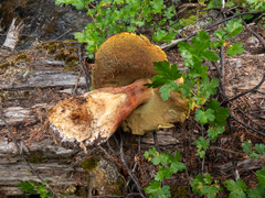 Boletus edulis grandedulis
