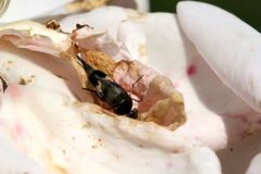 Variimorda villosa