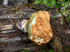 Boletus edulis grandedulis