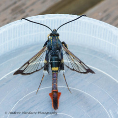 Synanthedon cinnamomumvora