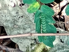 Polyura hebe plautus
