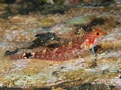 Black-Faced Blenny photo 2