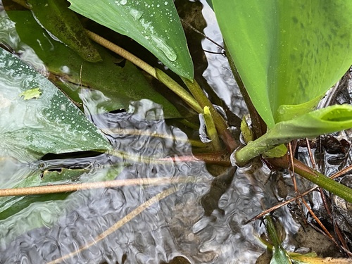 Orontium aquaticum image