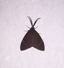 Cyclosia latipennis