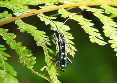 Glenea elegans