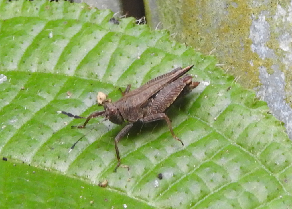 Phaesticus