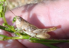 Chorthippus macrocerus