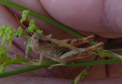 Chorthippus macrocerus