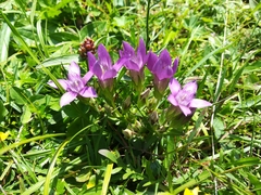 Gentianella germanica