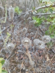 Trifolium angustifolium