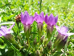Gentianella germanica