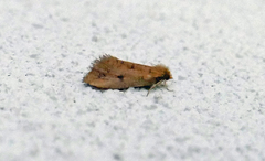 Acrolophus propinqua