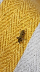 Chlorophorus glabromaculatus