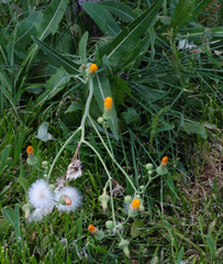 Asteraceae