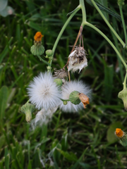 Asteraceae