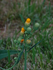 Asteraceae