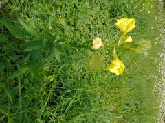 Oenothera rubricaulis