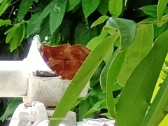 Doleschallia bisaltide