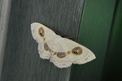 Problepsis eucircota