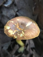 Cantharellus lewisii
