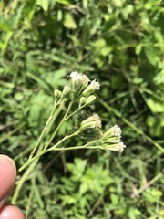 Florestina liebmannii