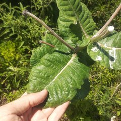 Asclepias otarioides