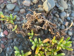 Malephora uitenhagensis