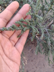 Junellia seriphioides