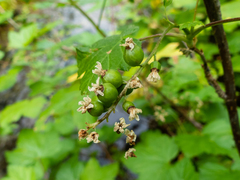 Ribes hudsonianum