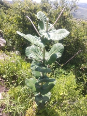Asclepias otarioides