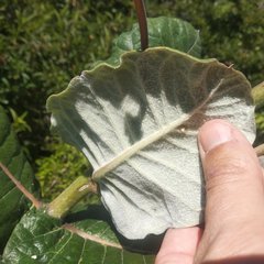 Asclepias otarioides