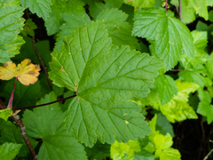 Ribes hudsonianum
