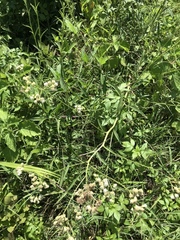 Florestina liebmannii