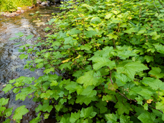 Ribes hudsonianum