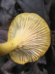 Cantharellus lewisii