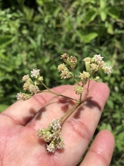 Florestina liebmannii